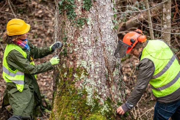 How Our Tree Care Process Works  in  South Riding, VA