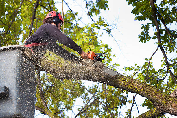 Best Utility Line Clearance  in South Riding, VA